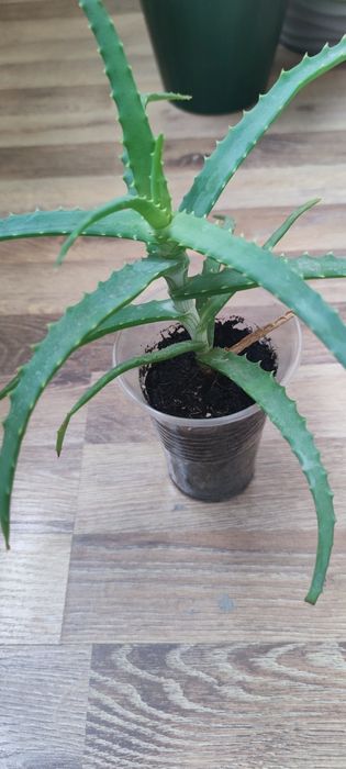 алоє лікувальне вазон