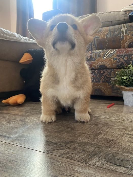 Продам девочку Корги