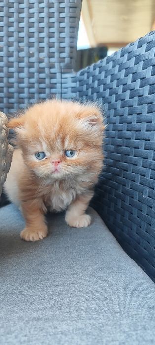 Gato Persa laranja