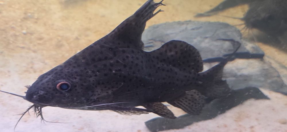 3 synodontis 25cm