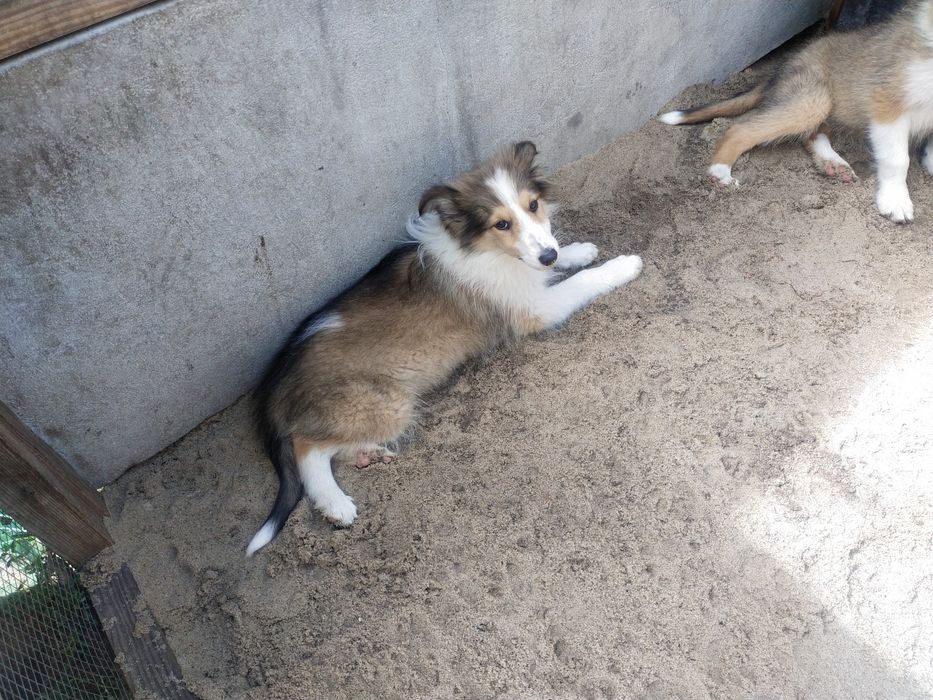 Owczarek szkocki collie suczka