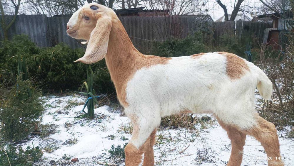 Продам козликов 96% нубийцы