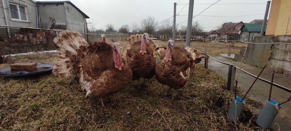 Індики Бурбони 12 місяців