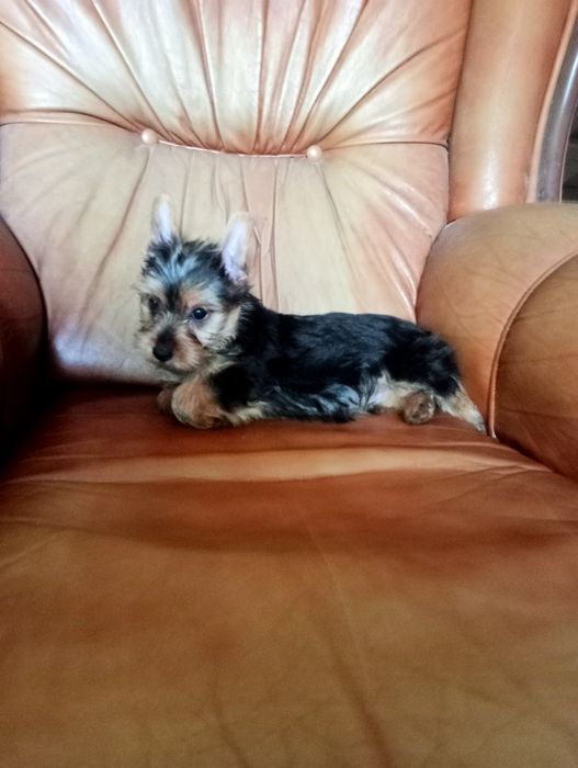 Yorkshire Terrier macho miniatura