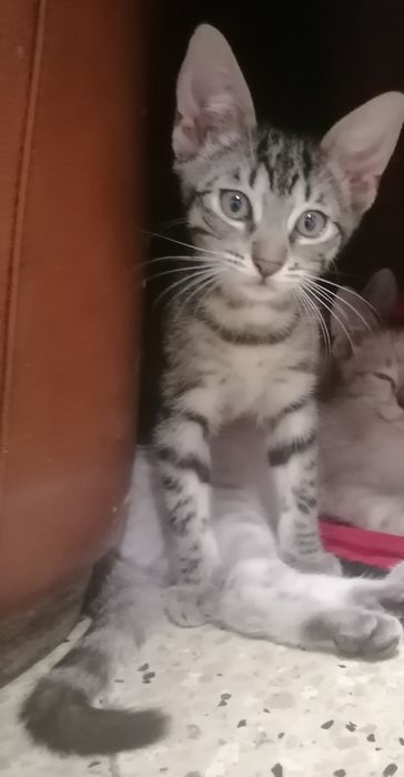 Dois gatos disponíveis para adoção, um macho e uma fêmea, com 10 semanas de idade.