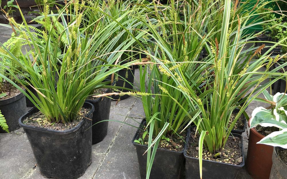 Sadzonki: turzyca Morrowa variegata - ukorzenione, w doniczkach