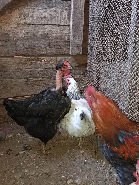 Инкубационное яйцо обычных курей