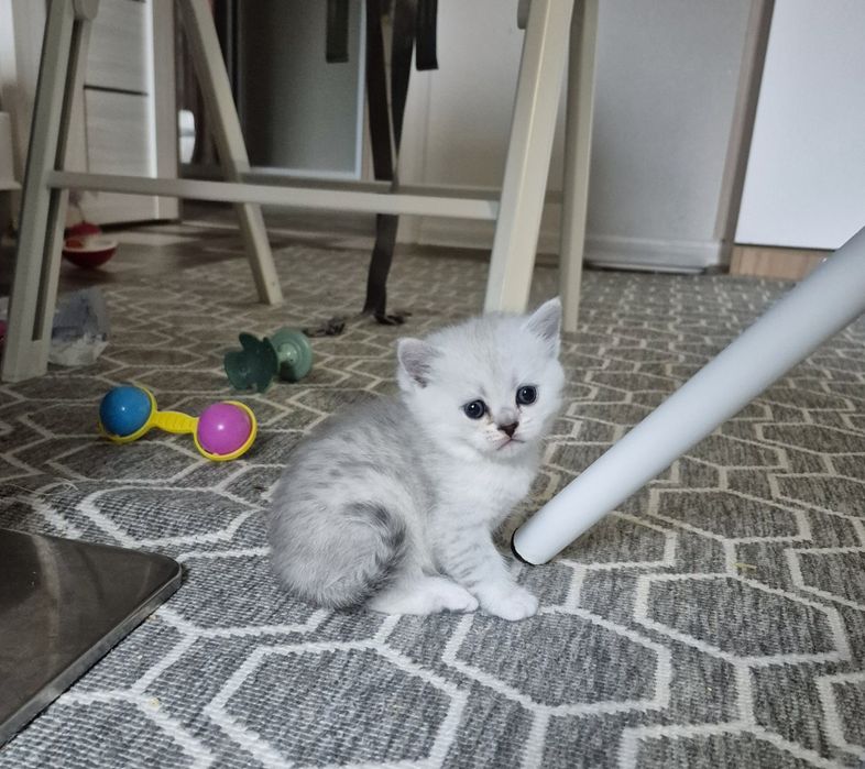 Шотландські кошенята срібна шиншила шотландский котёнок шиншилла