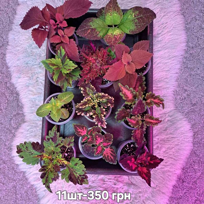 Колеуси сортові підрощені