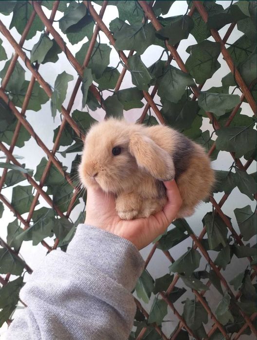 Coelhos Anões Mini Loop , Orelhudo (Loja Profissional)