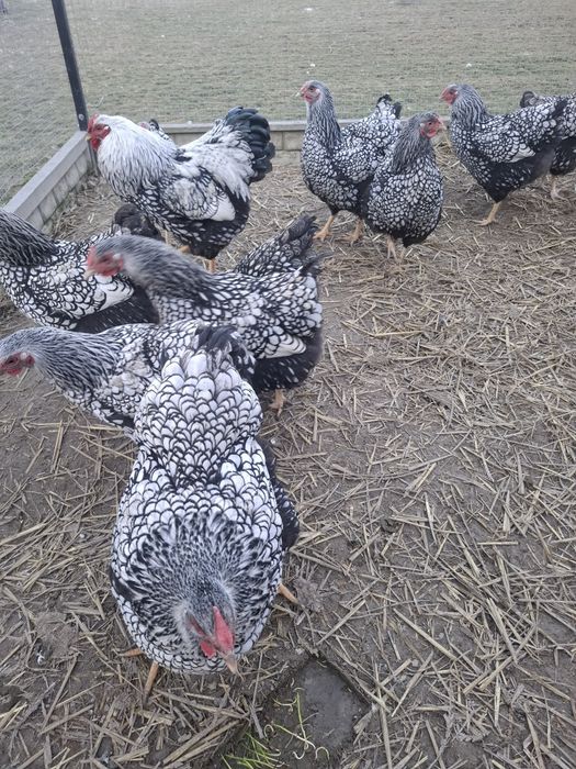 Jaja lęgowe wyandotte srebrnołuskowe pawłowskie ayam ketawa