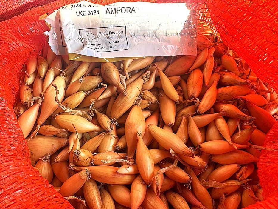 Голландська цибуля у мішках свіжий завіз