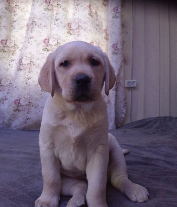 Лабрадор ретривер