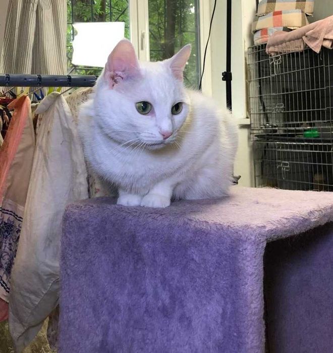Прекрасная белоснежная кошечка глухая Дана-особенный ангел!
