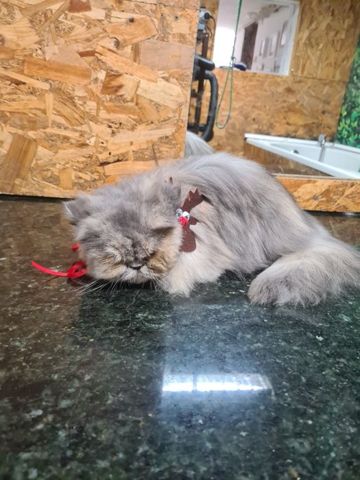Linda gatinha Persa