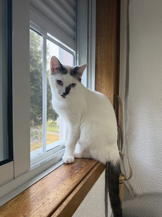 Gatinho para adocao