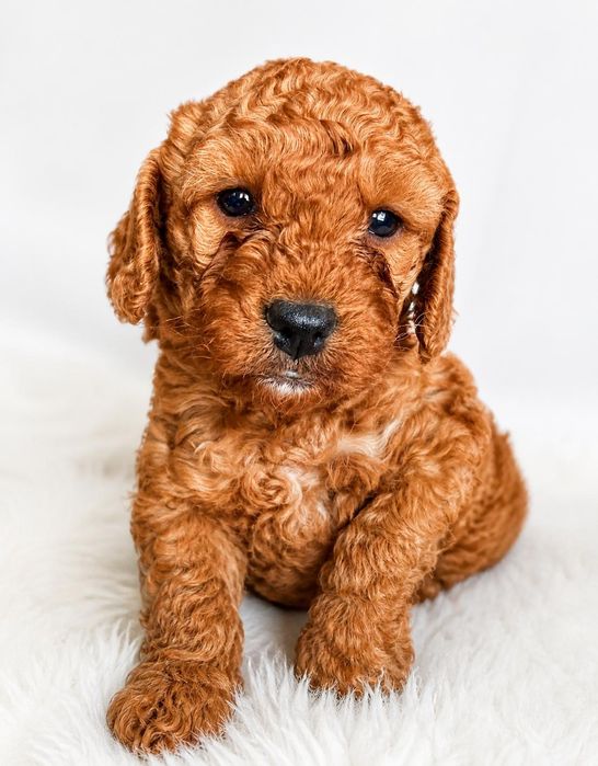 Cockapoo dziewczynka