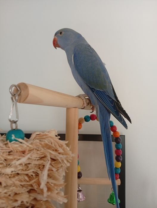 Vendo ring neck violeta -3 meses e 1/2