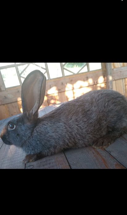 Полтавське срібло