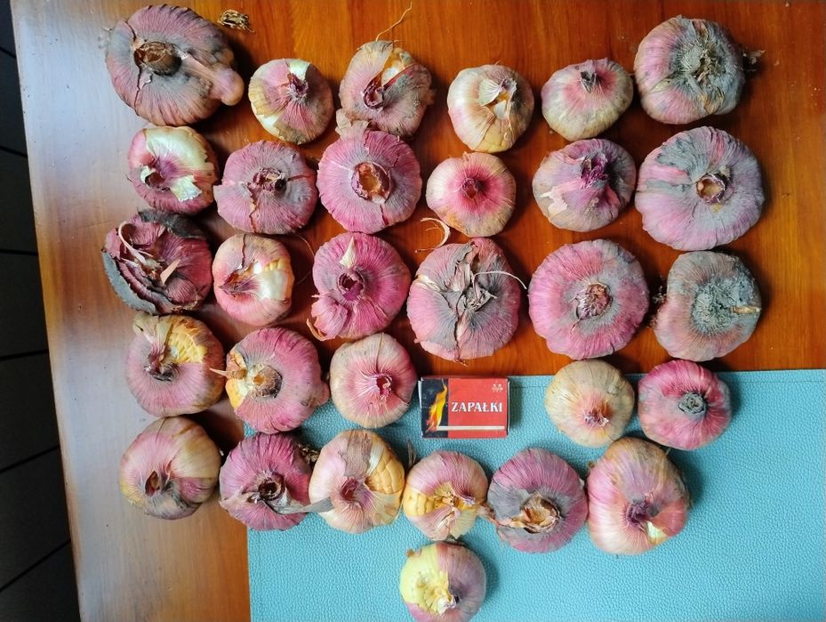 Mieczyk  cebulki rezerwacja dla pani Moniki