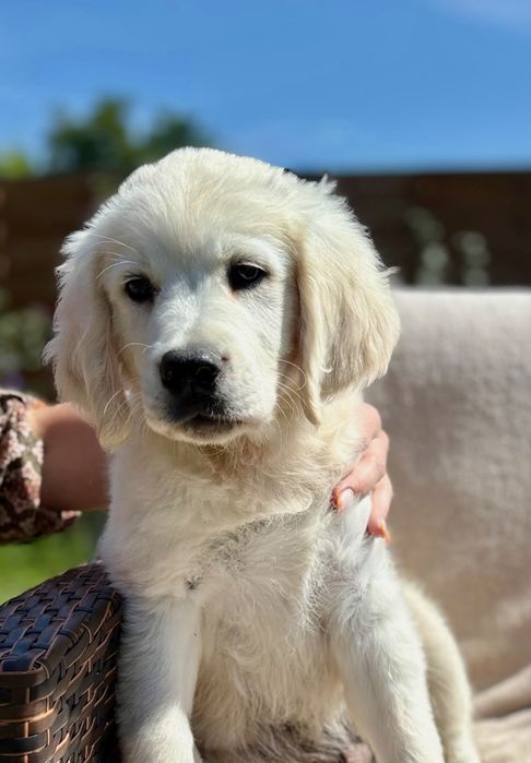 Golden Retriever piesek FCI/ZKwP GOTOWY DO ODBIORU