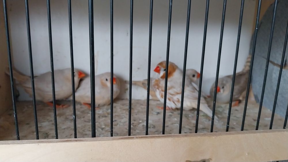 Zeberki rudopierśne, zeberka rudopierśna