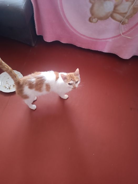 Киця, кішечка,кіт. Дуже хороша дівчинка