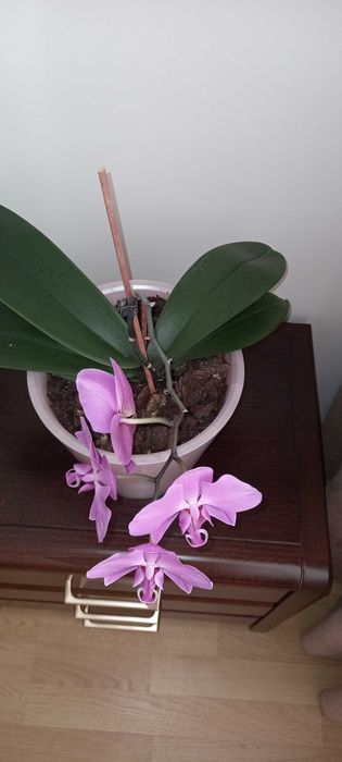 Орхидея лиловая маленькая