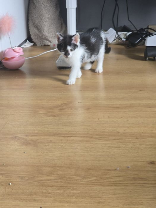 Kochani nasz słodki kocurek kociak do adopcji
