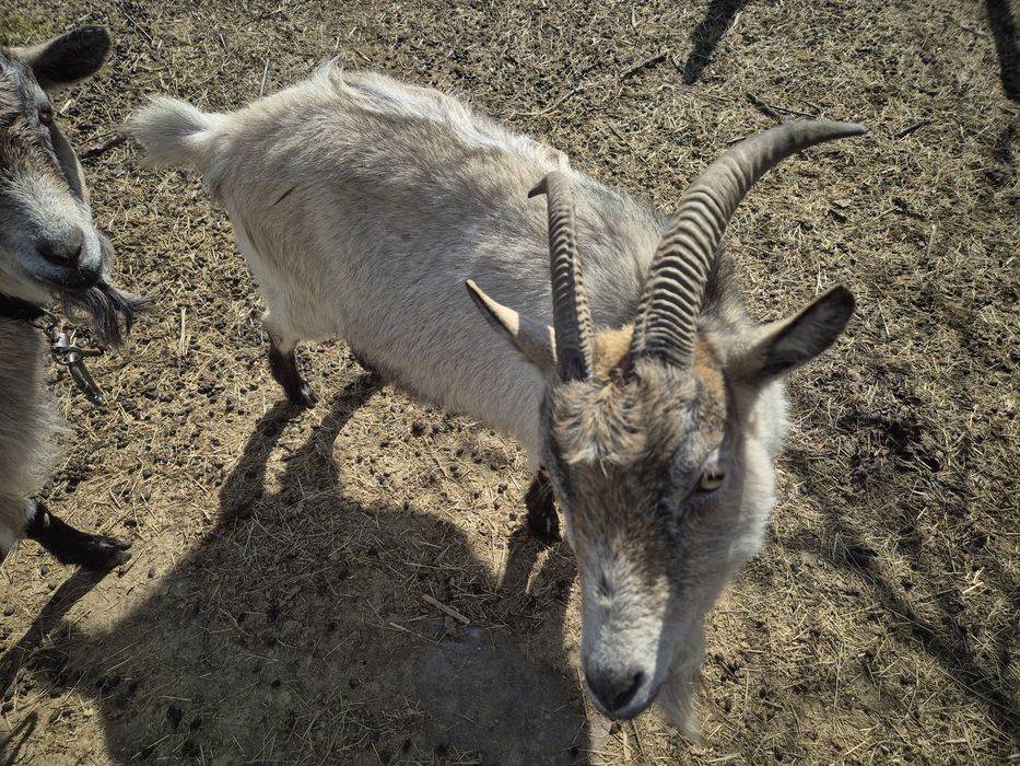 Продам дві кітні кози