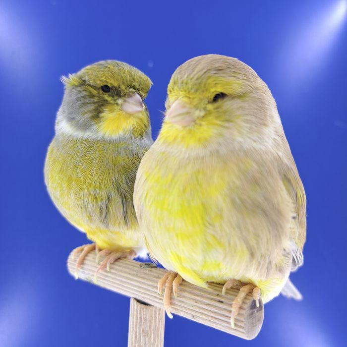 Kanarki z 2025 - sprzedam, Wrocław