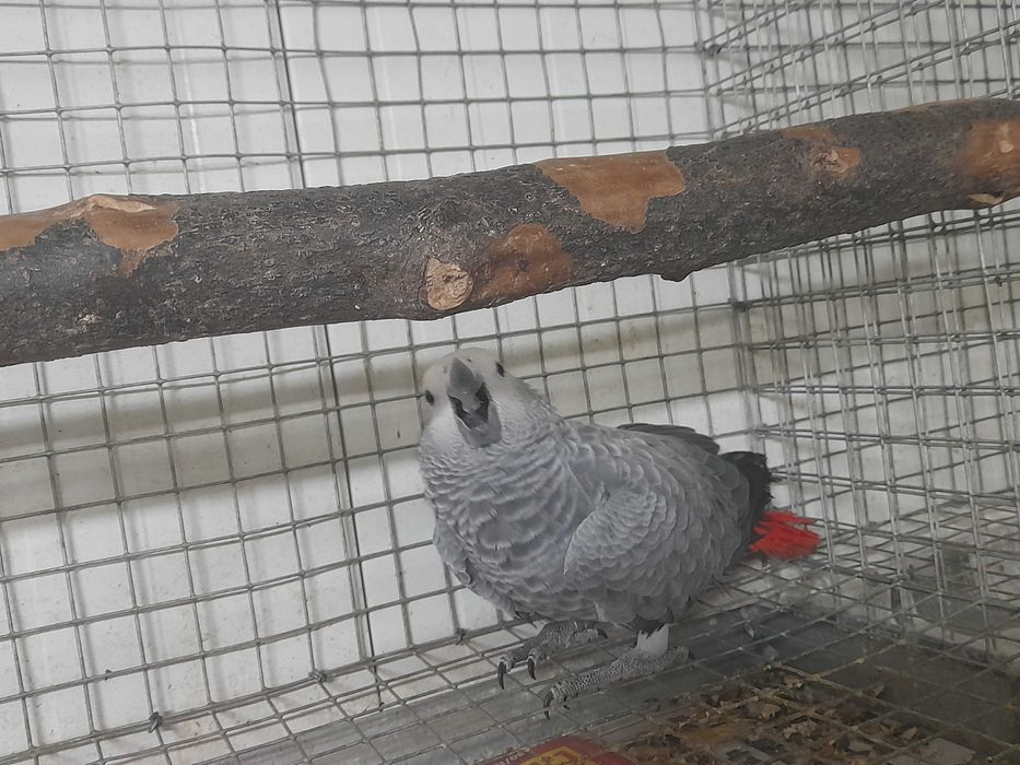 Papagaia Cinzenta 2026 criada pelos pais