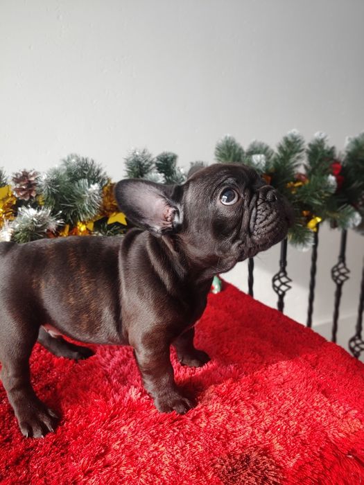 Щенята Французького  бульдога