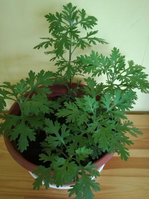 Złocień Clara-Curtis wieloletnia roślina ogrodowa.Kwiaty,rośliny.