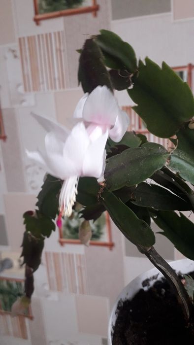 Декабрист білий, червоний і рожевий з білою серединкою