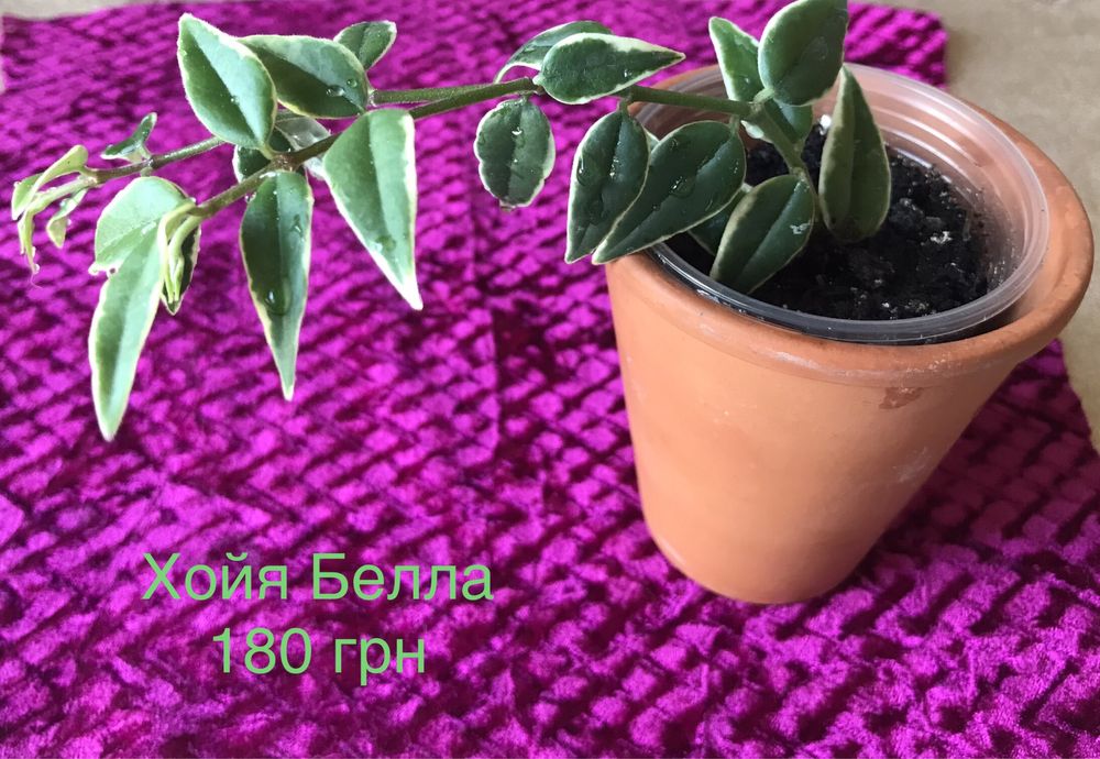 Кімнатні рослини