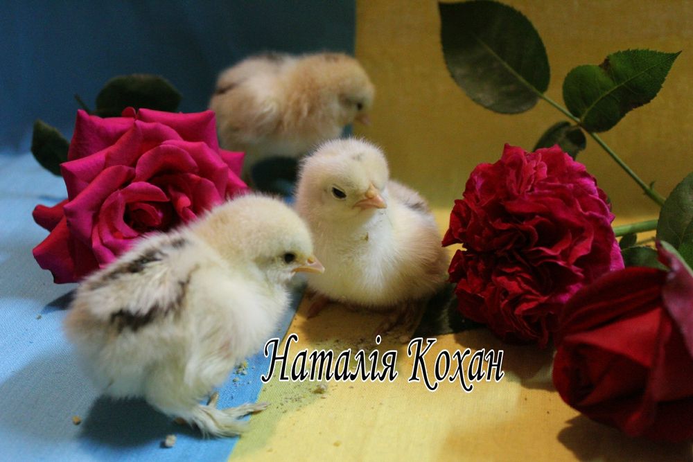 Кохінхін карликовий