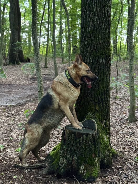Бронювання цуценят німецької вівчарки.