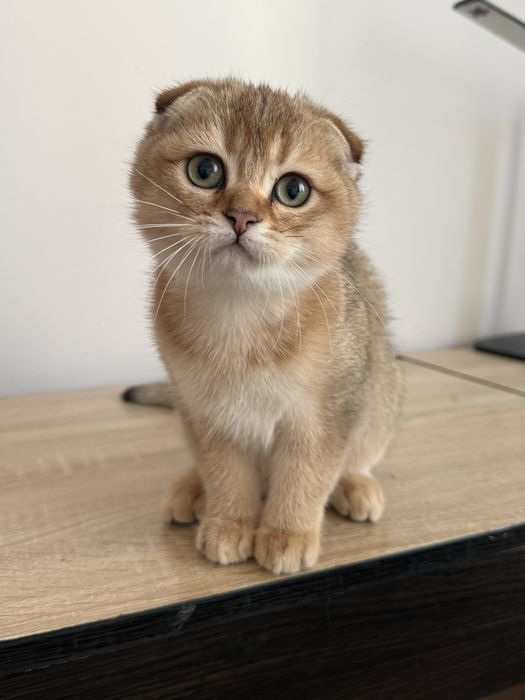 Золота шиншилла