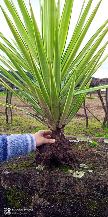 Planta yucca vários tamanhos