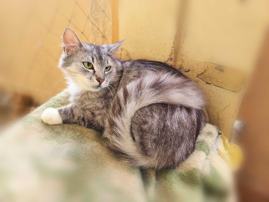 Бася — нежная кошка, которой нужен дом! (2,5 года, стерилизована)