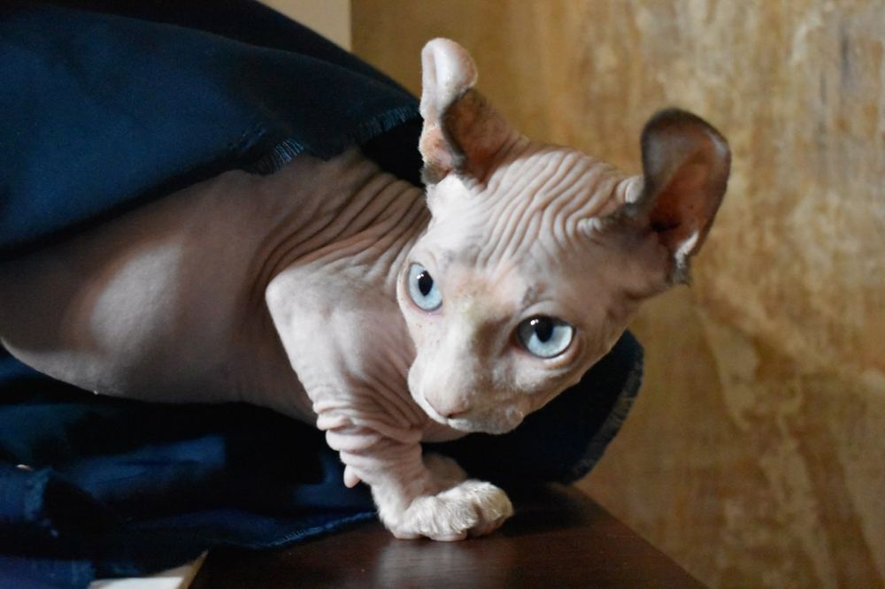 Молодой мальчик двэльф