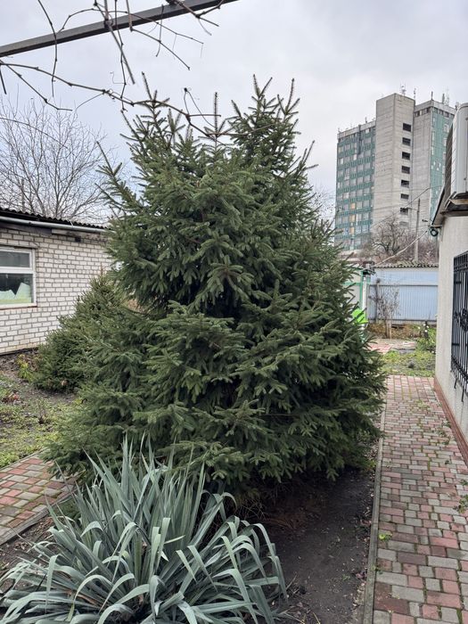 Ель живая ! Приходи выруби на праздник