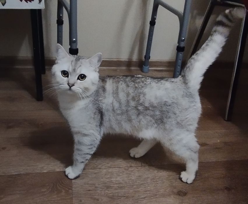 В'язка.Срібна шиншила.