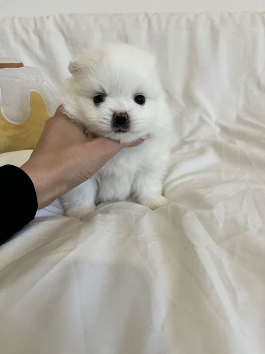 Pomeranian szczeniak
