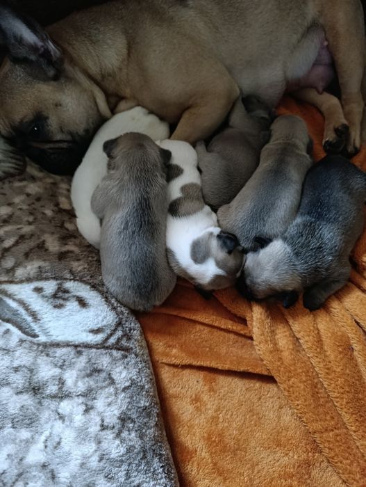 Продам цуценят французского бульдога