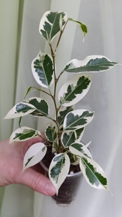 Твайлайт. Фікус Бенжаміна