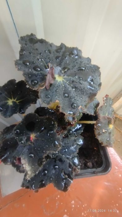 Бегонії  ризомні...