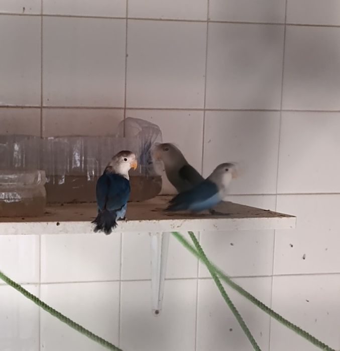 Agapórnis fischers