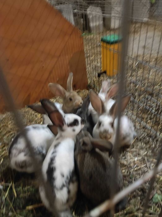Sprzedam króliki młode króliki